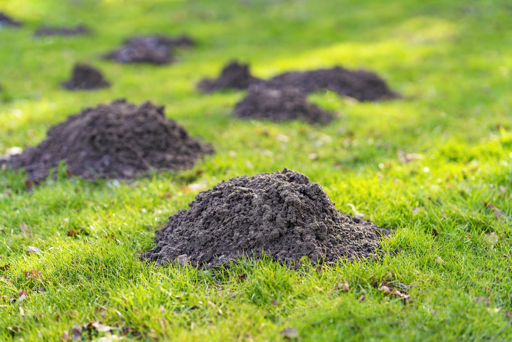 Lawn in the garden with mole hills