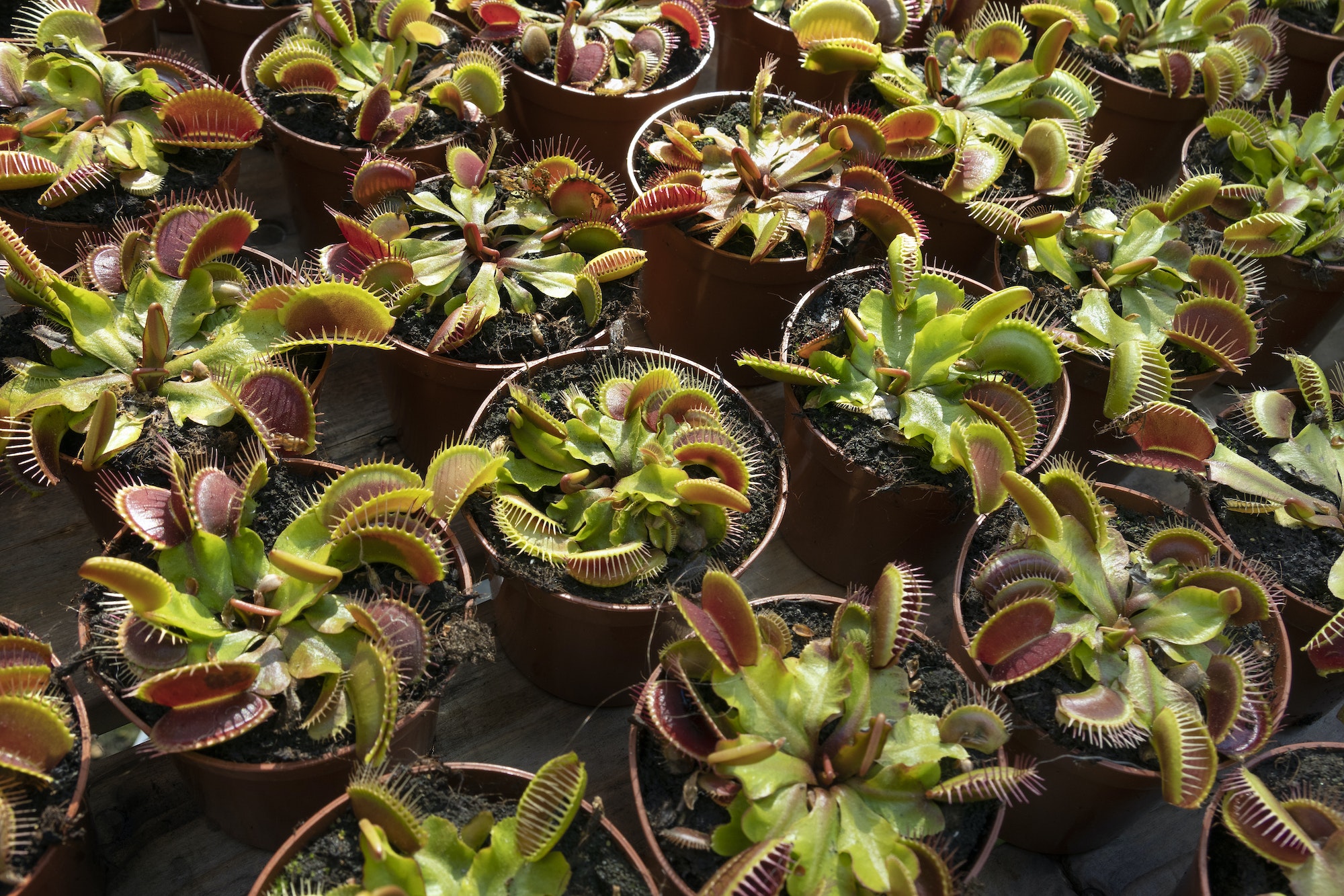 Plant pots with Venus flytrap close up