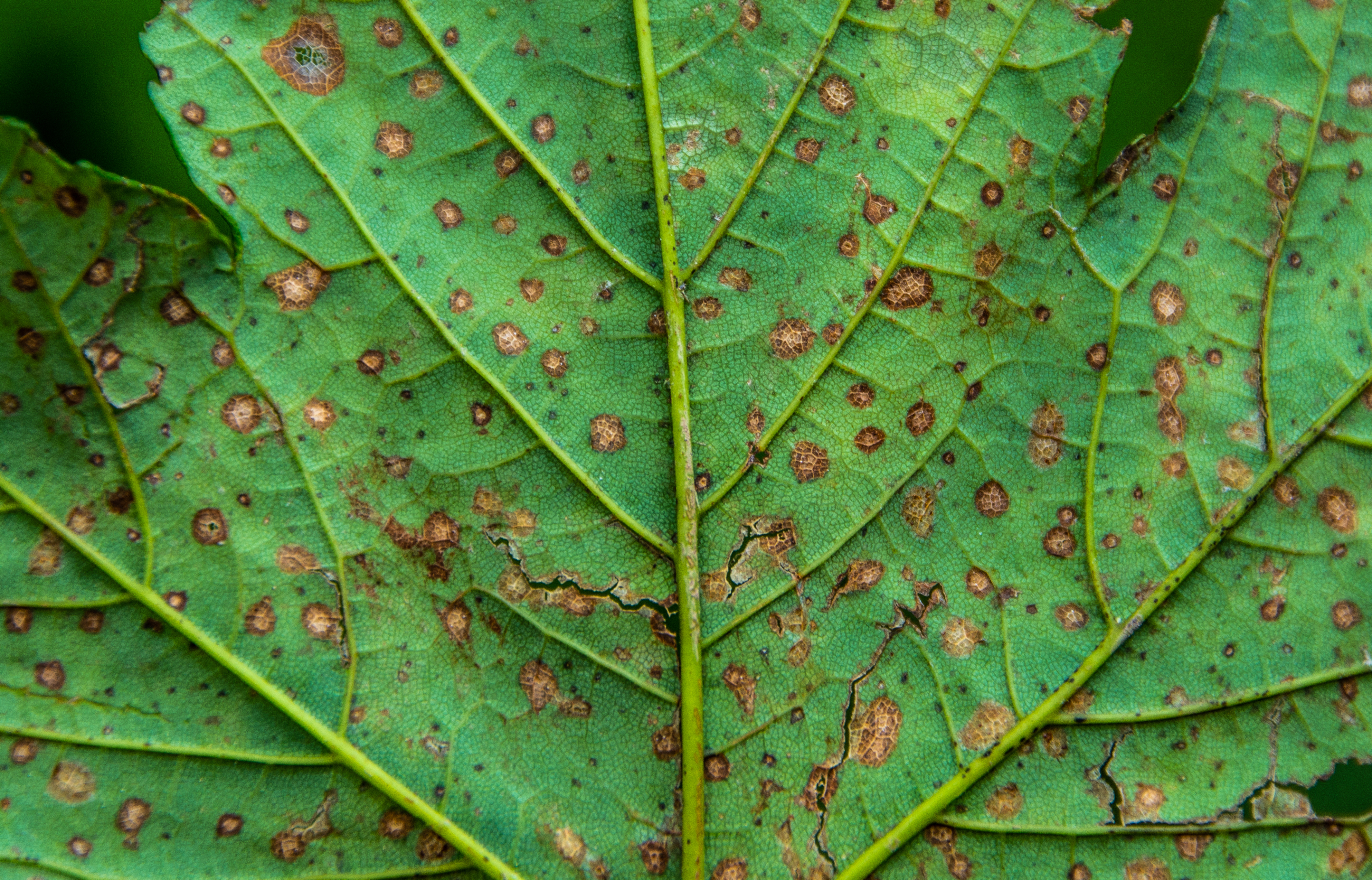 leaf attacked by a fungal disease