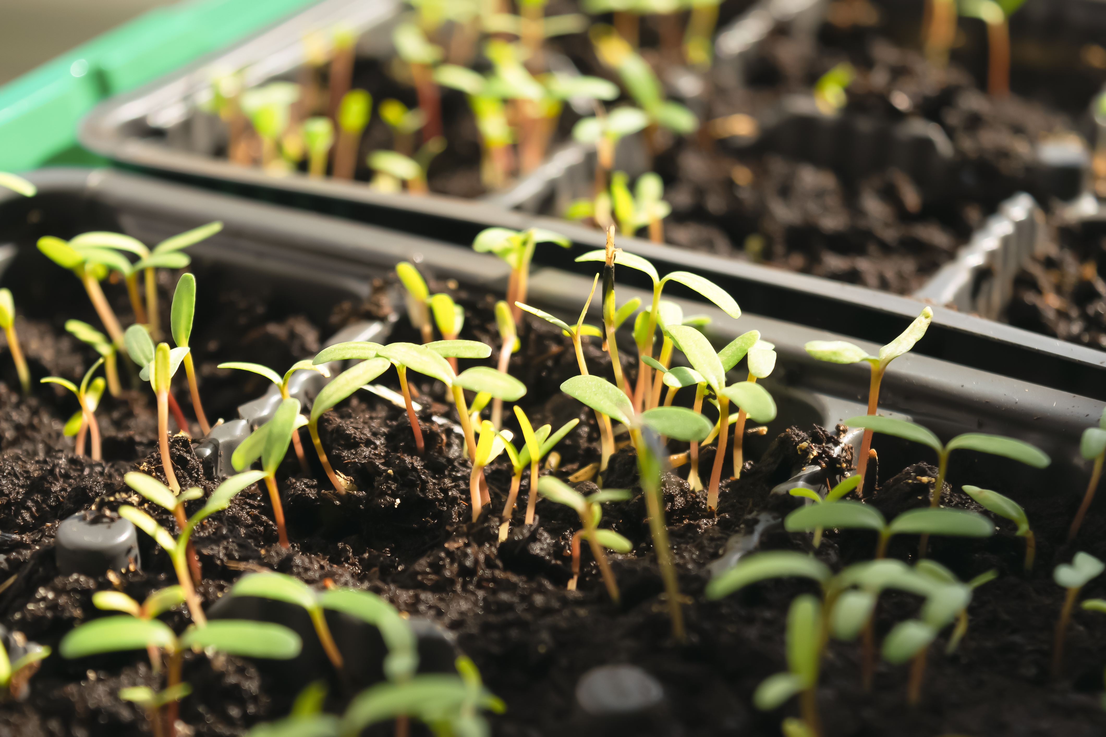 Young flower seedlings illuminated by a bright sunbeam, growing in a container with fertile soil.